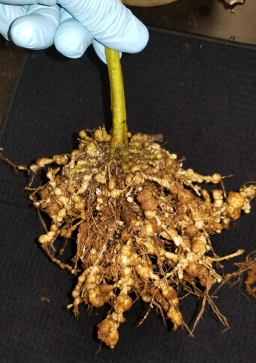 Figure 5. Severe root galling induced by Meloidogyne enterolobii on tomato. Photograph by David Moreira Calix, University of Florida.